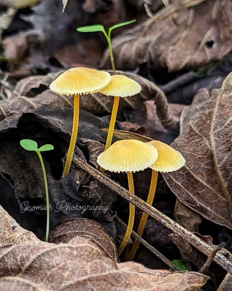 Four little yellow fairy umbrellas (mushrooms) and two green sprouts sticking up through the brown crunchy leaves on the forest floor.