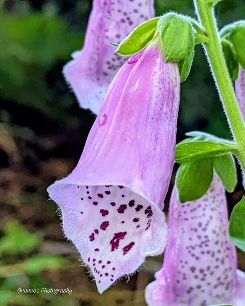 Close up of a purple foxglove.
