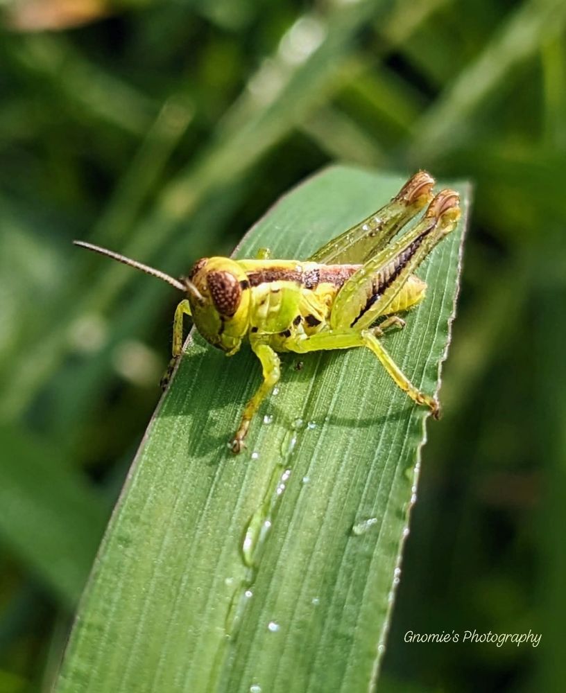 A green grasshopper nymph perched on a blade of grass. 