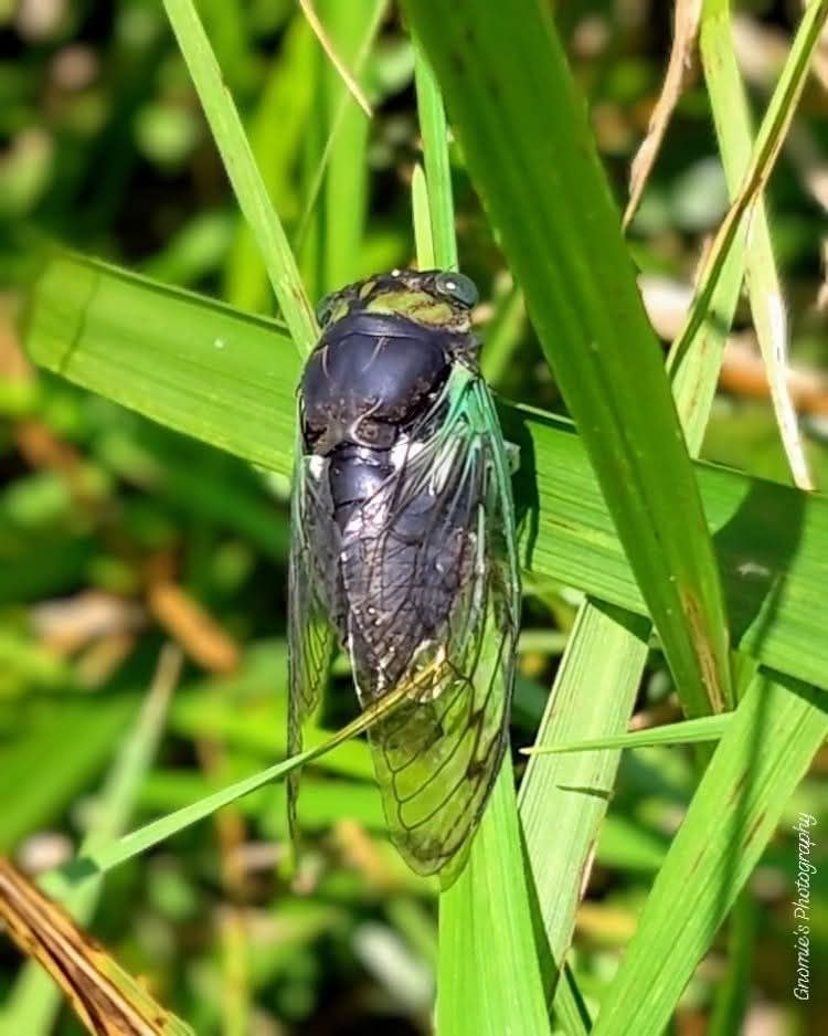 A green and black cicada resting in the grass. 