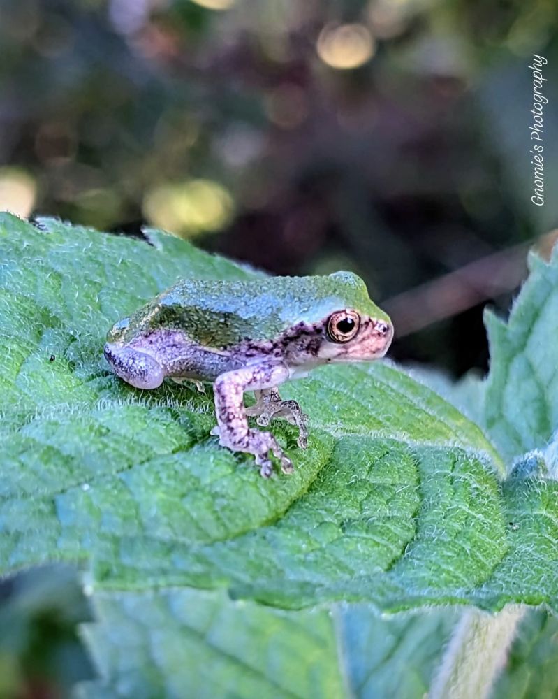 A tiny green froglet on a mint leaf