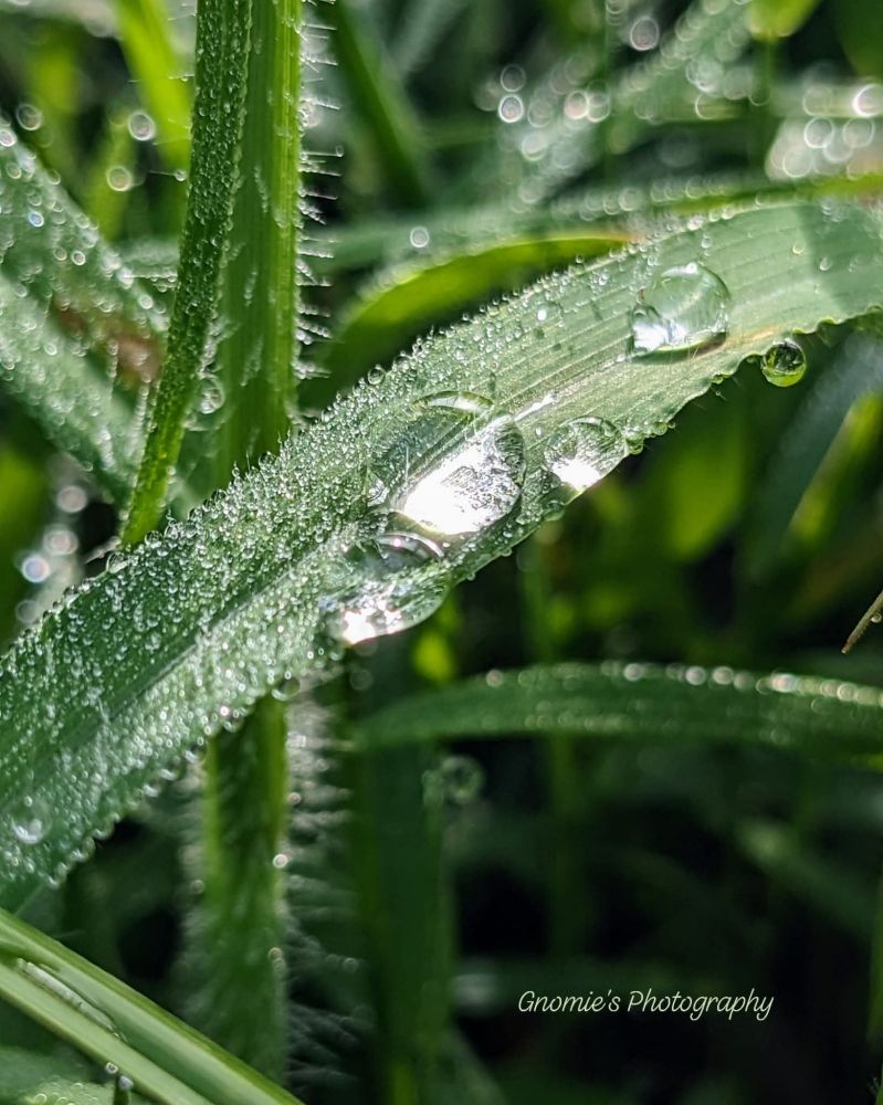 Close-up detail of dew drops on green grass, glistening in the morning sun. 