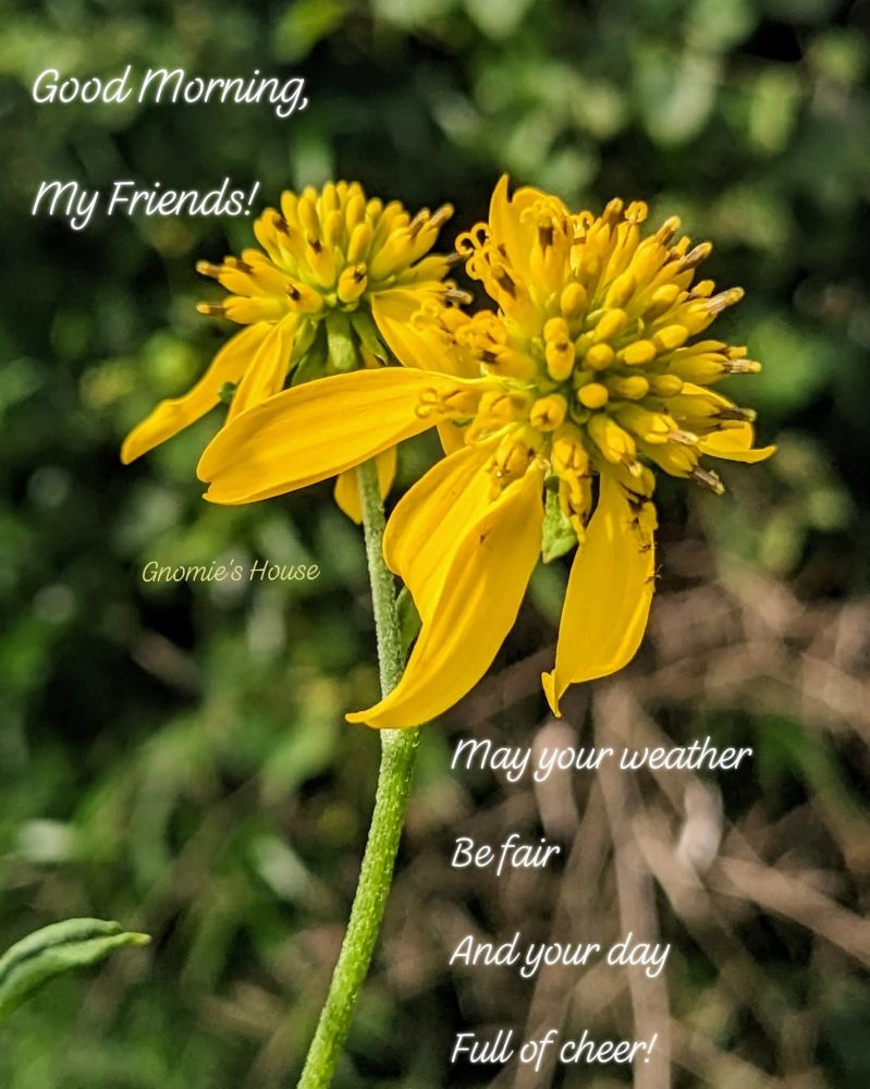 Two yellow wingstem flowers with text.
"Good Morning, my friends! May your weather be fair and your day full of cheer!"