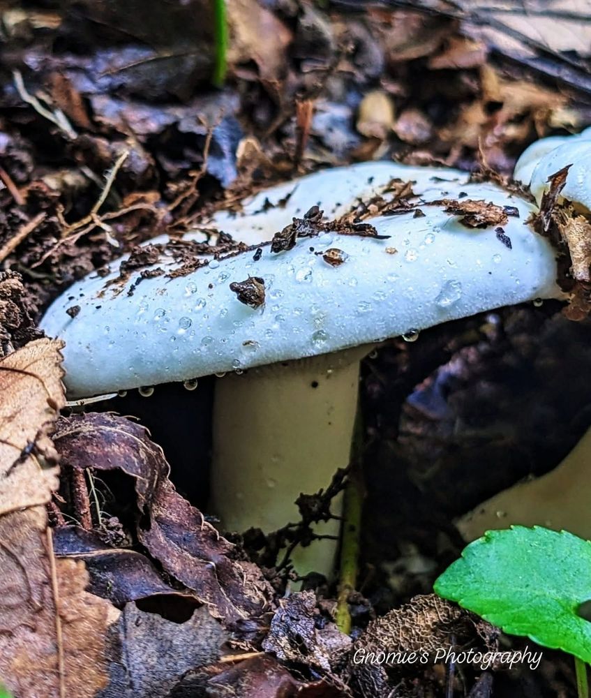 A nice big white mushroom has just emerged from the forest floor. It still has soil on top, is covered in droplets, and is surrounded by brown leaves. 