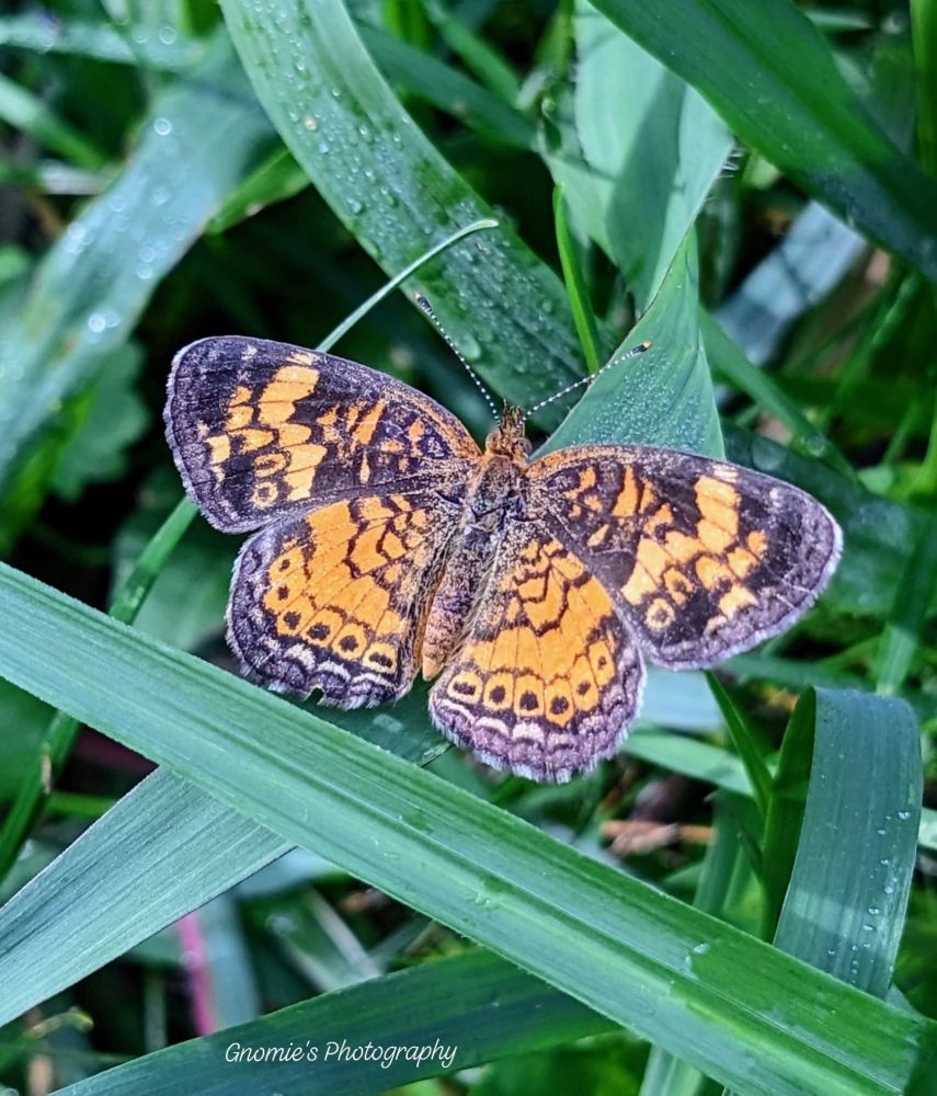 A little orange and black butterfly resting in the grass. 