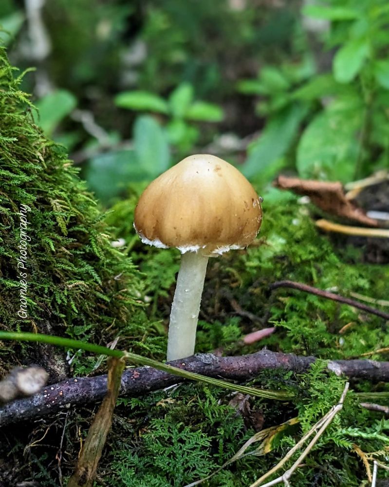 A small mushroom with a closed tan cap and white stem going through vibrant green moss. 