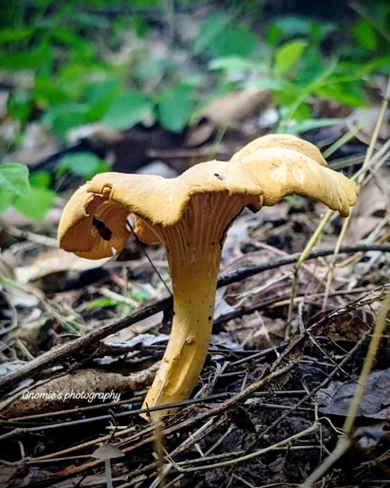 A yellow mushroom (chanterelle?) growing on the forest floor. 