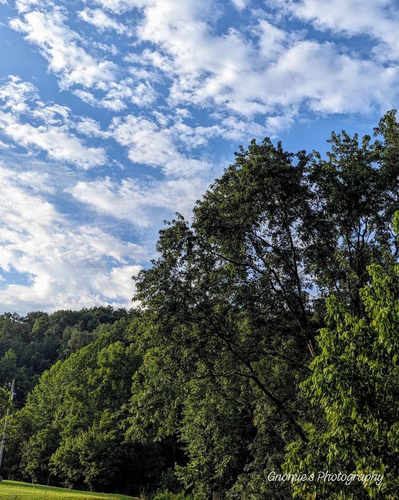 Blue sky with thin cottony clouds above tall trees, forest in the background. 
