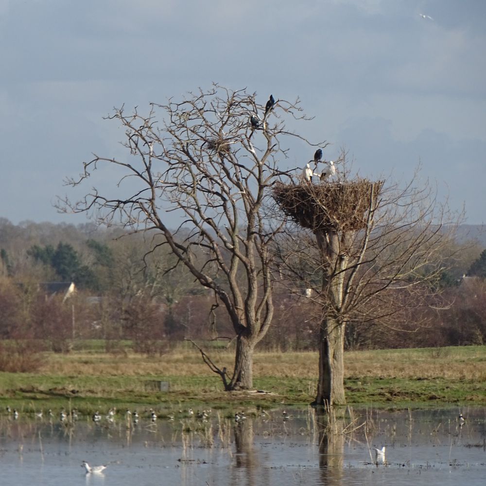 In the foreground is a flooded marsh with some sea gulls. In the centre are two trees, one with branches and cormorants sitting in them, the other topped by a stork nest, with two white storks on it. In the background are more trees.