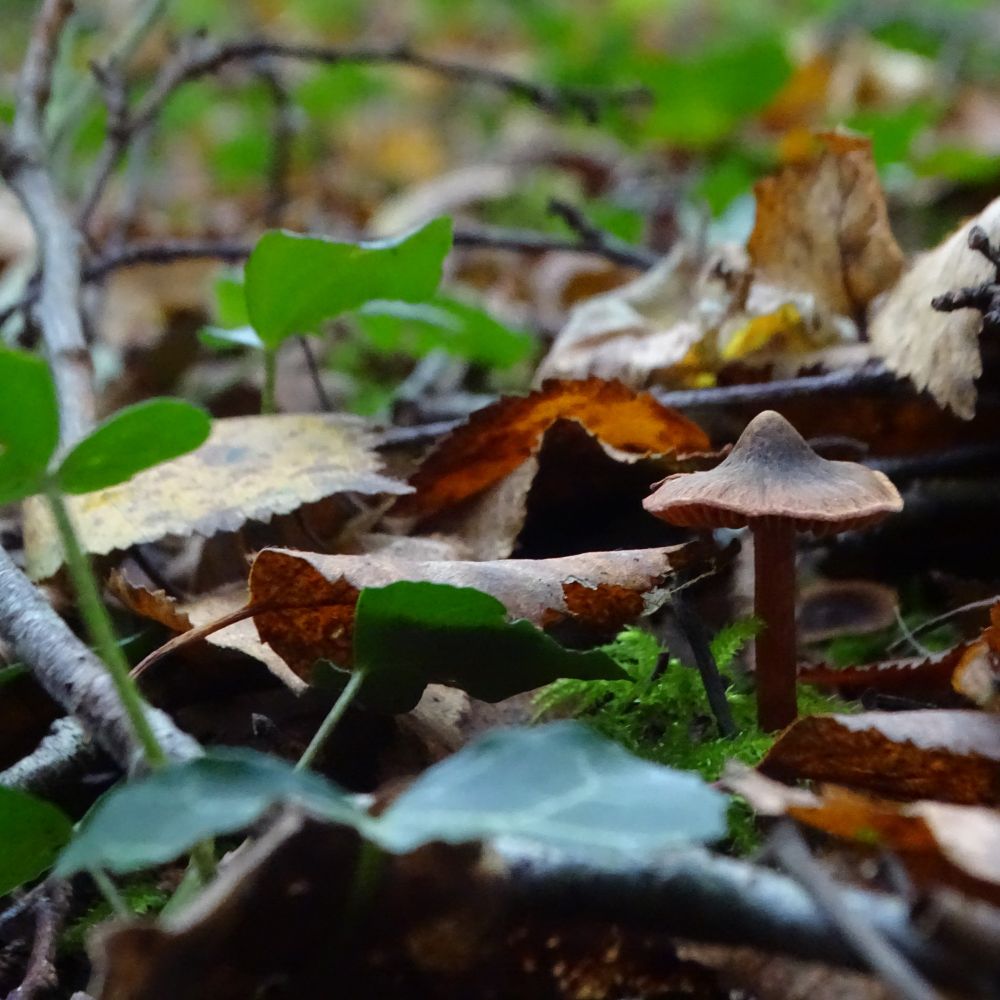 A small brown mushroom with a pointy cap among leaves on the woodland floor