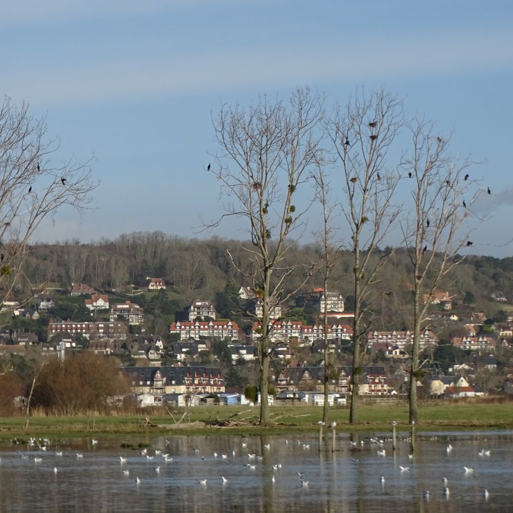 View across a flooded marsh with lots of sea gulls on it. Three tall trees stand just beyond the water, with visible nests in the branches. Behind this is a hillside with apartment blocks.