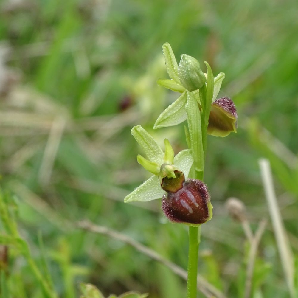 Two pale green and purple-brown orchid flowers on a stem in front of a green background.