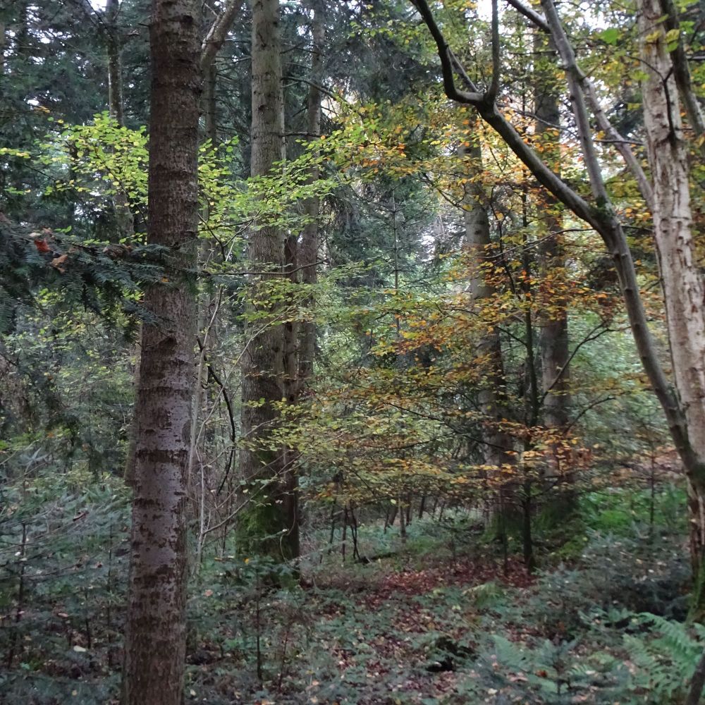 View of a non-managed deciduous woodland with tree trunks and autumnal leaves