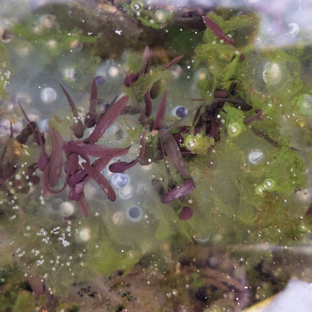 A number of small tadpoles swim above a clump of frogspawn floating among algae.