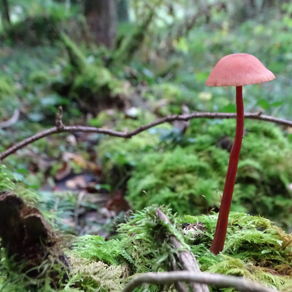 A tall and delicate red mushroom growing up from a mossy woodland floor
