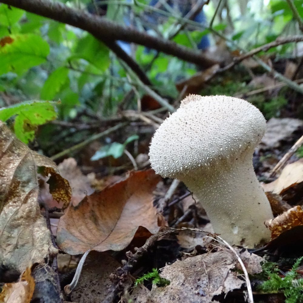 A white puff-ball-type mushroom among autumnal leaves on the woodland floor