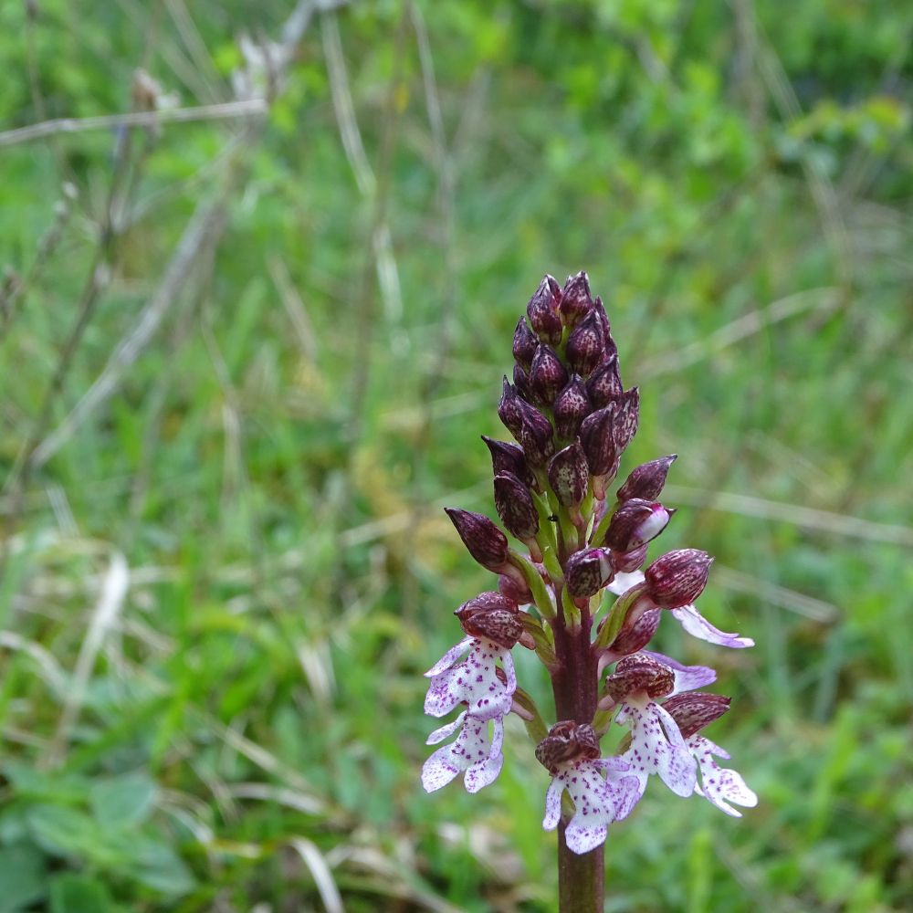 A compact, pyramid-shaped head of purple flower buds. Some of the buds around the bottom have opened, revealing white flowers with lots of purple spots. The background is green.