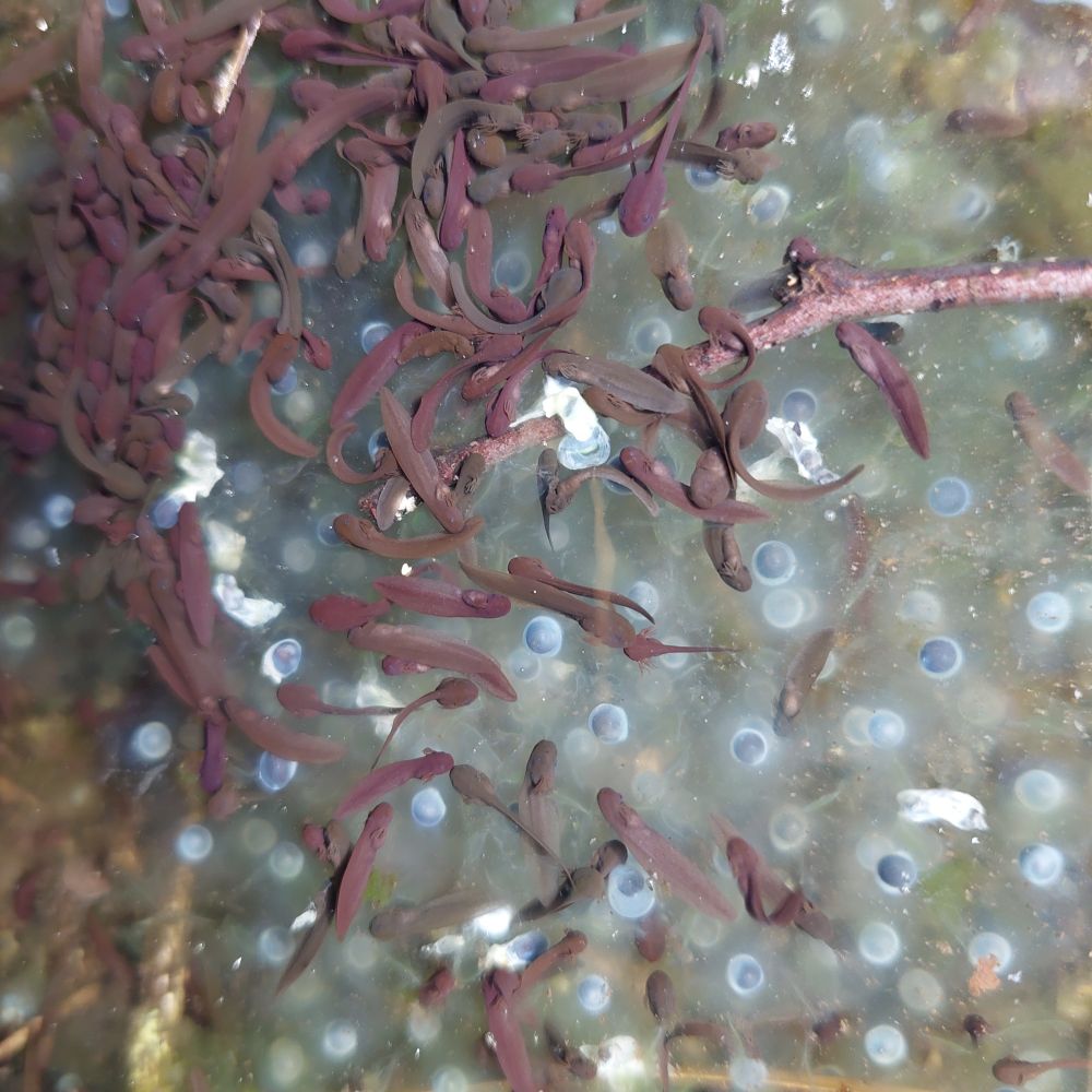 Many small tadpoles are grouped together next to a clump of frogspawn. 