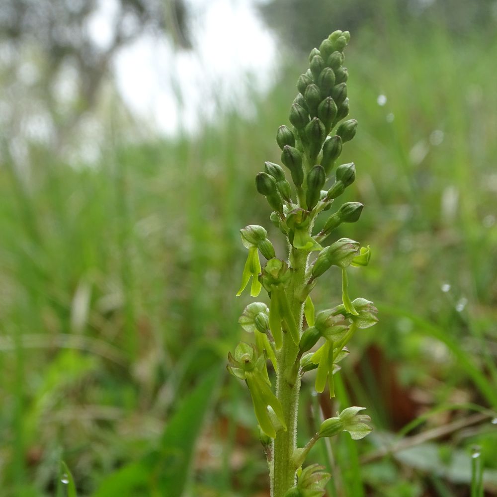 An elongated head of green flower buds. Some of the buds around the bottom of the head have opened, revealing a green flower with two tail-like features hanging below. The background is green.