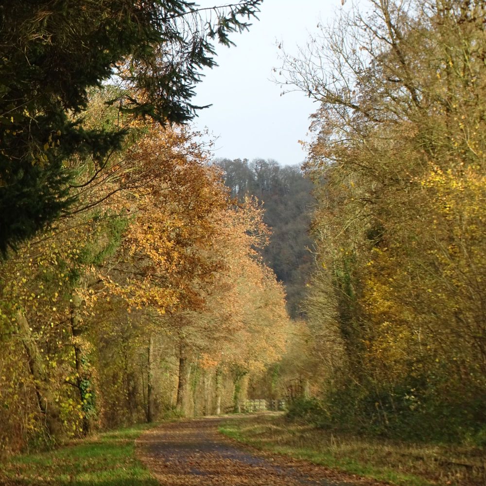 A tarmac footpath and cycle path runs through Autumnal woods.