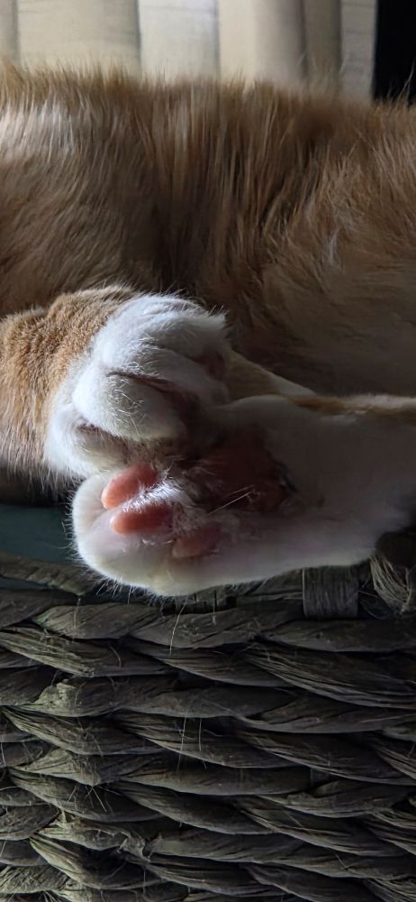 An orange cat sleeping in a cat bed., reaching her front paw to grab her back paw.