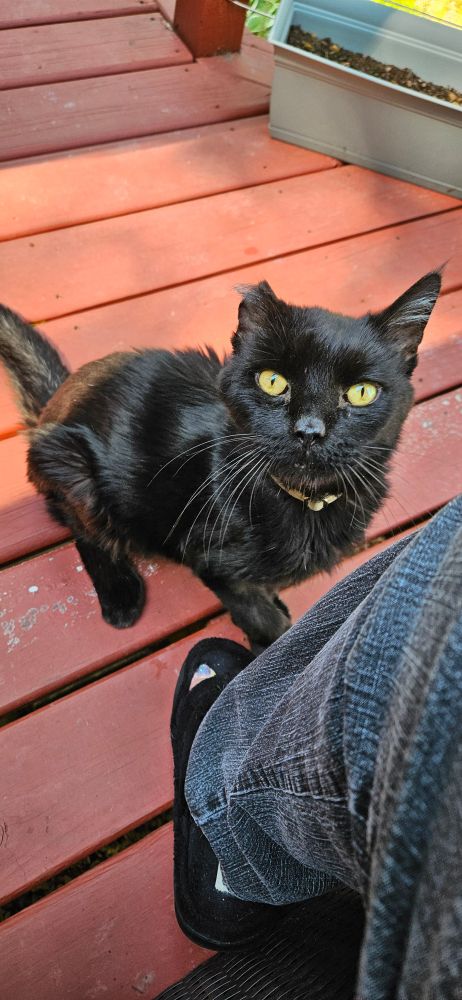 A picture of an older black cat staring at the camera.