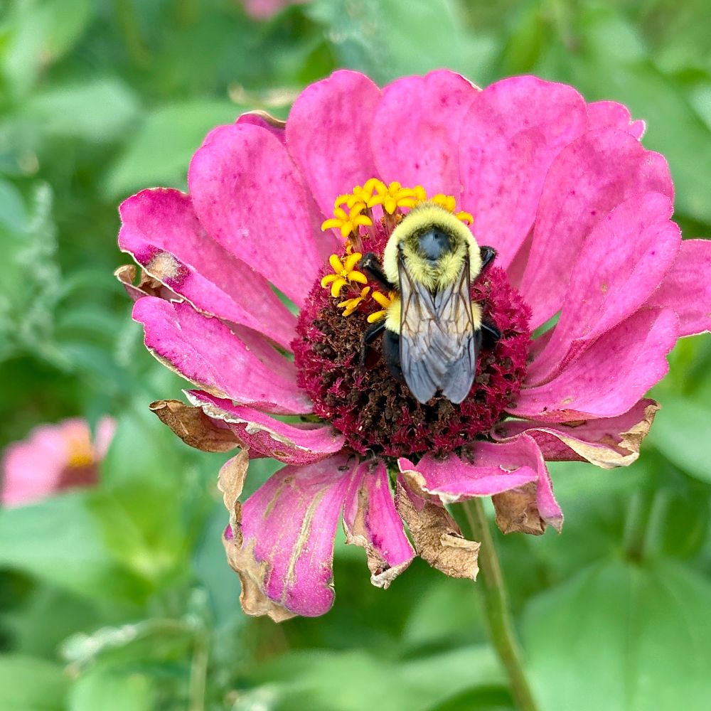 A bumblebee resting on a pink zinnia