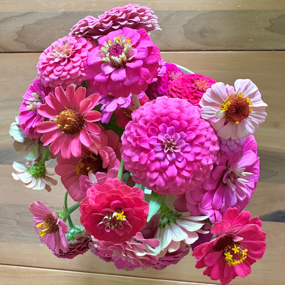 A mix of coral pink zinnias in a bunch, seen overhead with an old wood table below them