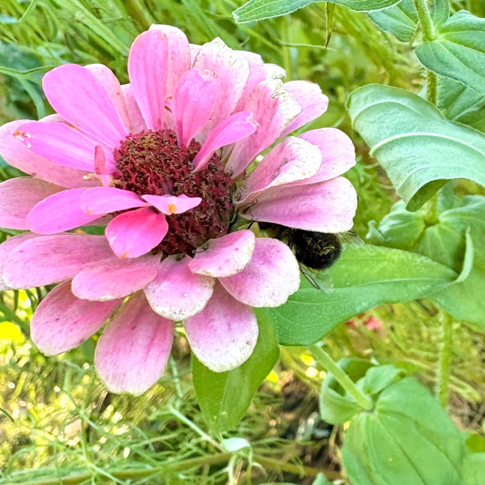 A bumblebee resting underneath a pink zinnia, just out of view