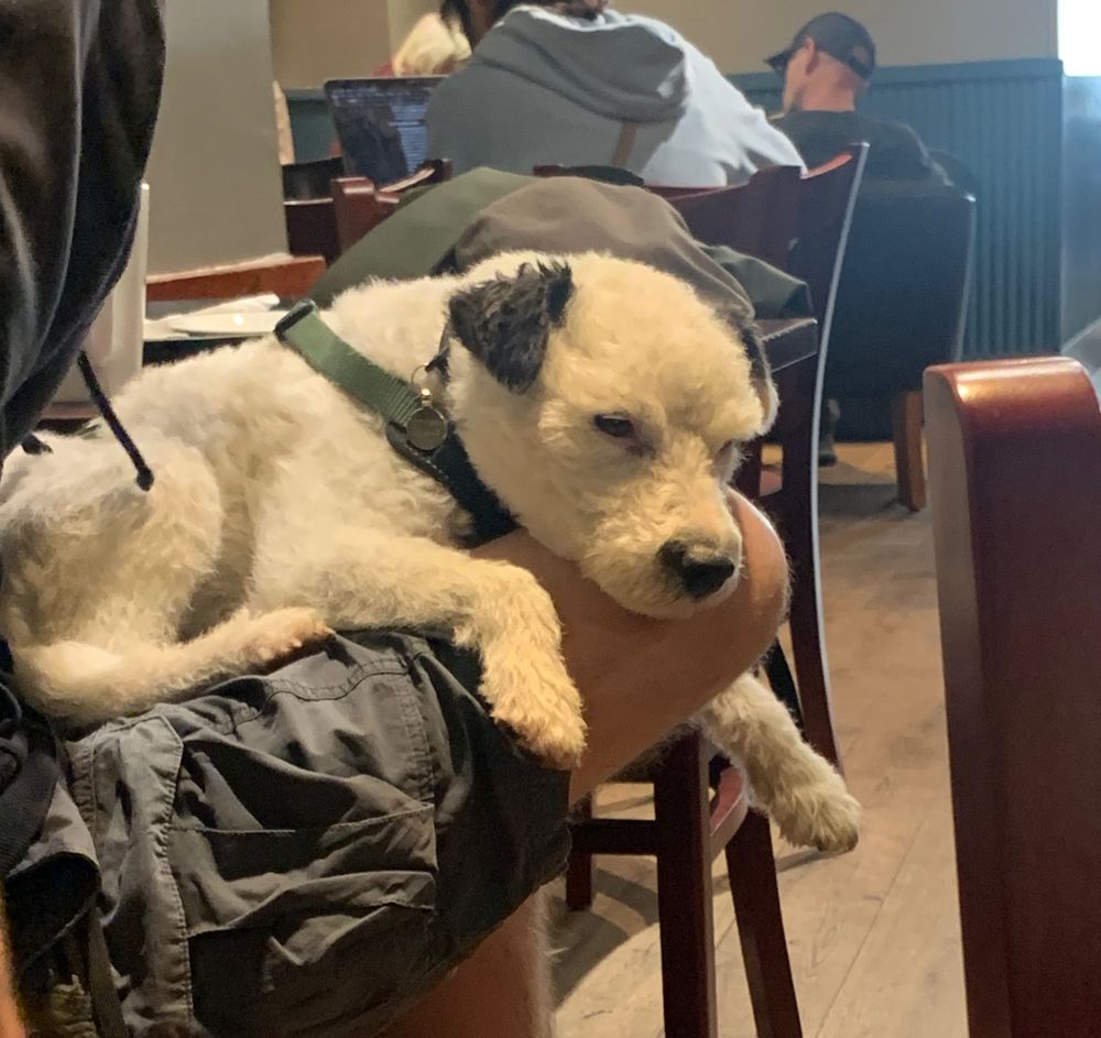 a small white dog resting on a man’s lap falling asleep  