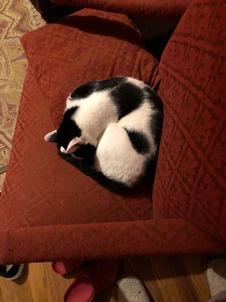 Black-and-white cat curled up in sleep in a red chair