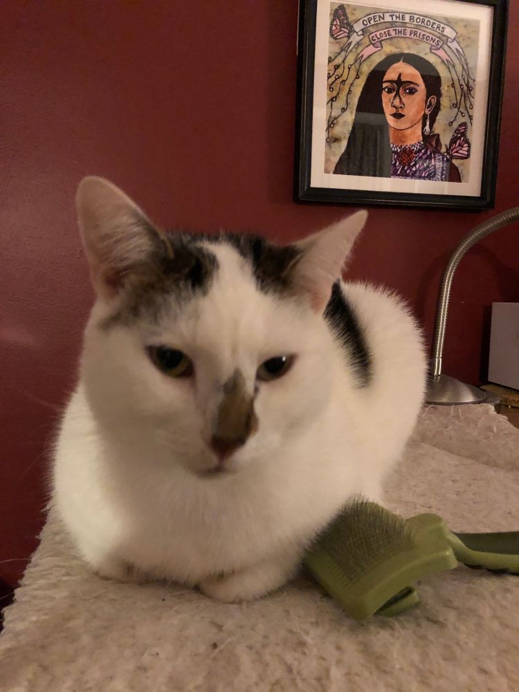 Cat facing camera with background image of art with text that says “open the borders; close the prisons”