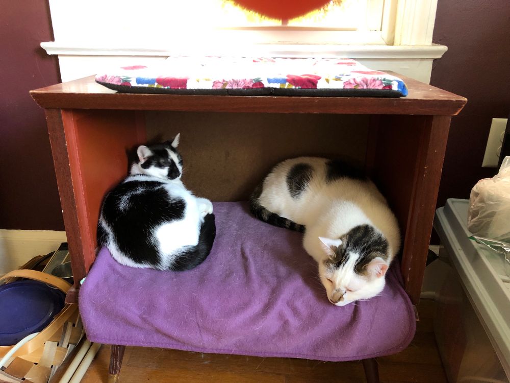 Two cats not touching but sharing cubby space directly above heating vent in floor