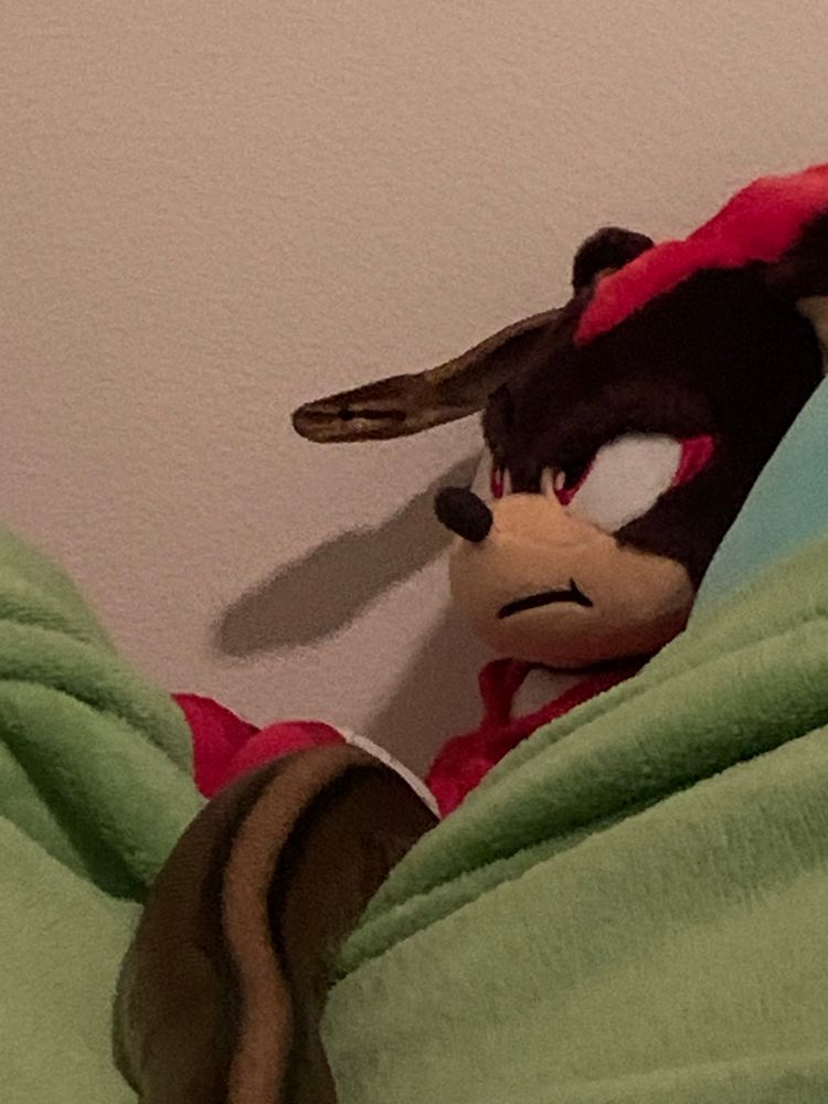 a brown ball python peeking out from behind a shadow the hedgehog plushie