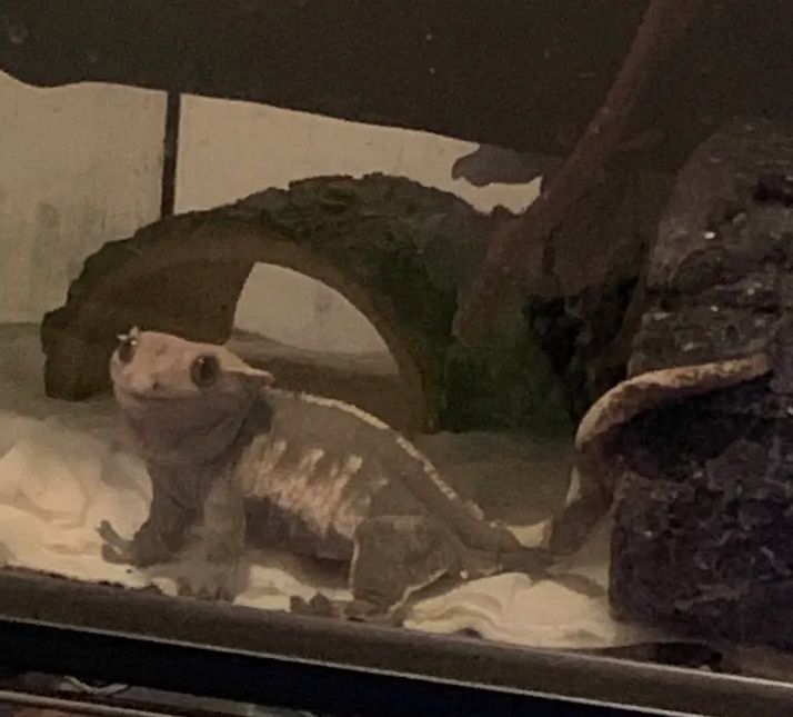 crested gecko looking just doofy as hell