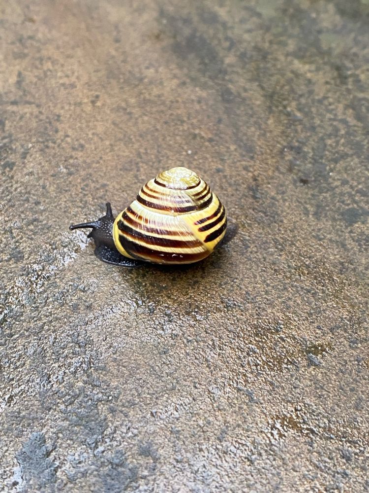 Cool snail