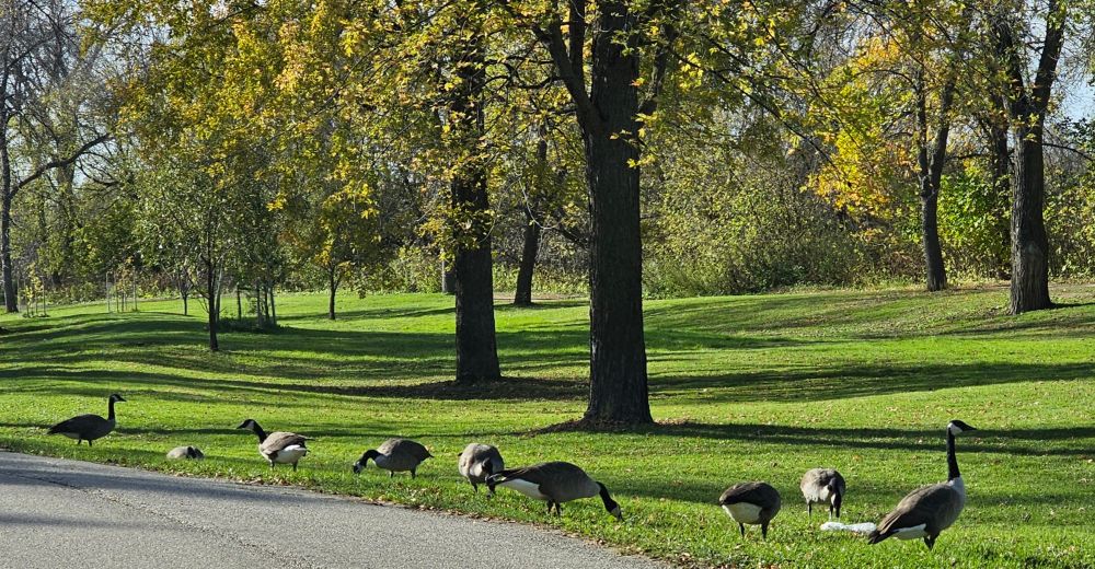 Canada geese slowly crossing the road finally getting to the other side.