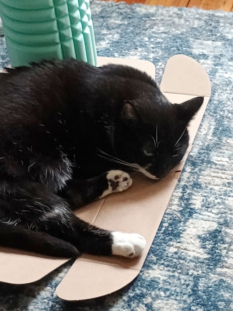 my cat lounging on a box i tore down