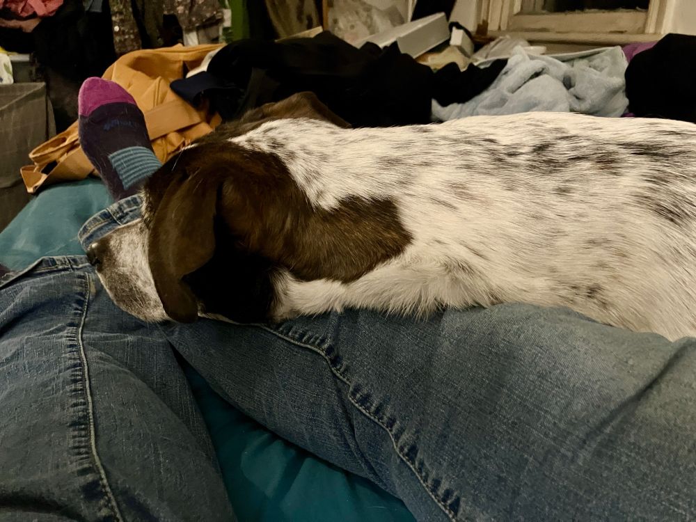 Bogart lying with his head on my shin, looking, as always, faintly distraught. 