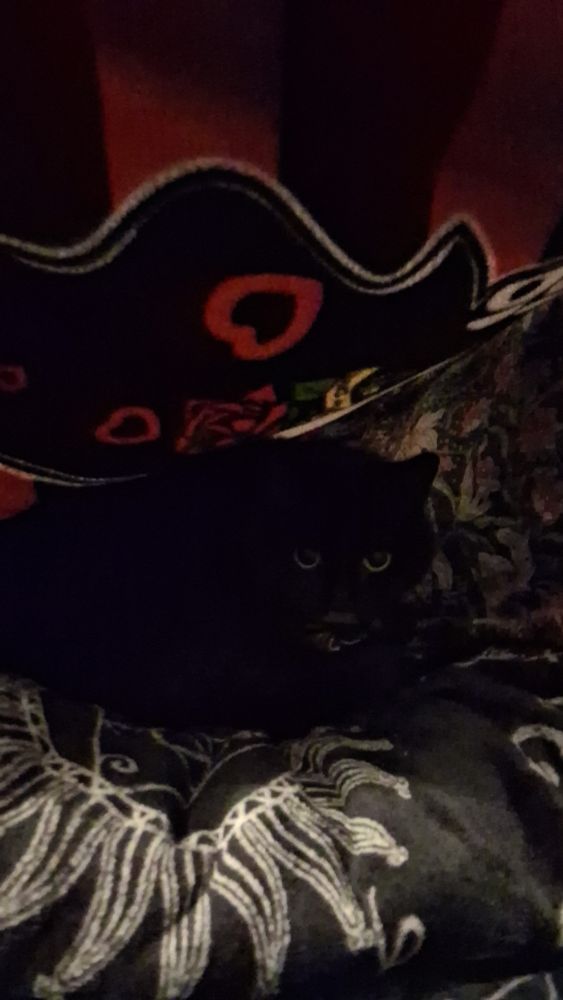 Wendy caught half way through licking her leg