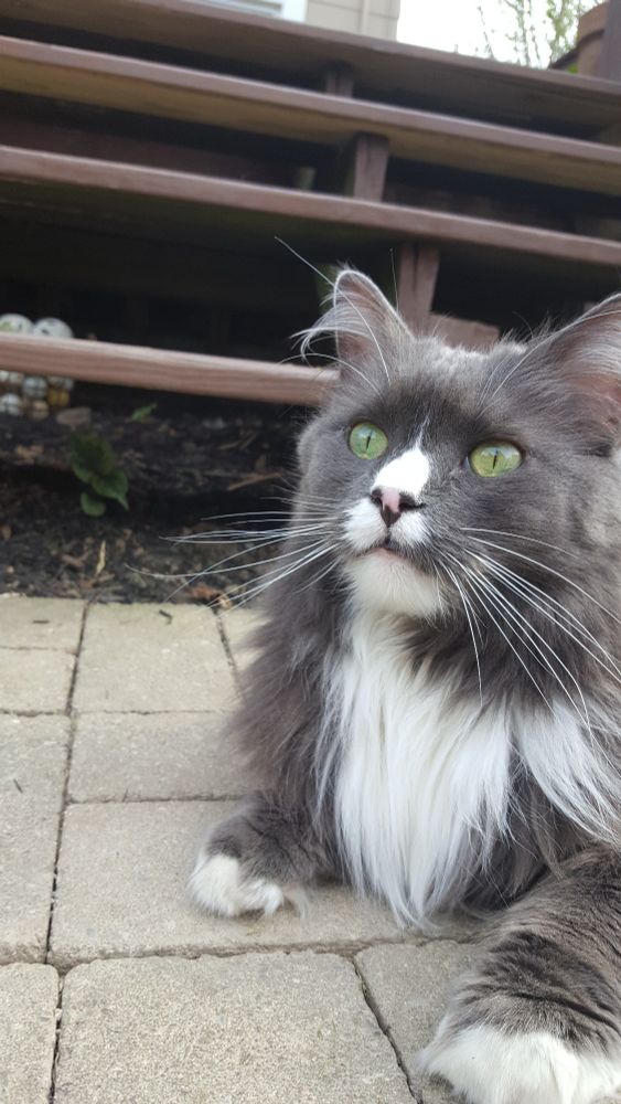 This is a picture of Chester the cat. He's a good boy with green eyes.