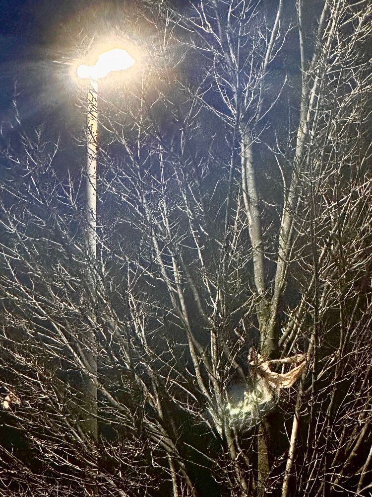 A photograph of a parking lot streetlight shining through the branches of a small tree. The camera’s reaction to the light from the lamp post creates a rainbow effect near the source of light in the top left of the frame.
In the bottom right of the frame, there is a torn plastic bag caught in the branches of the tree
