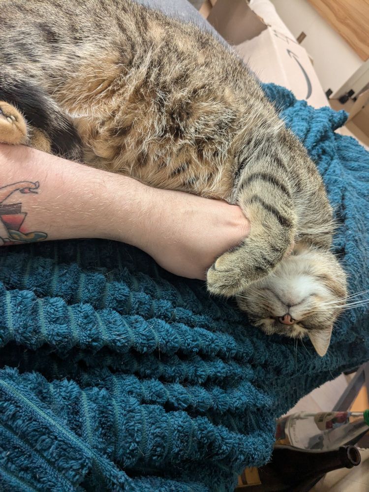 A Stripes Cat lays on her Back and gets chest rubs while Holding the hand that is running her. She lays on a green blanket