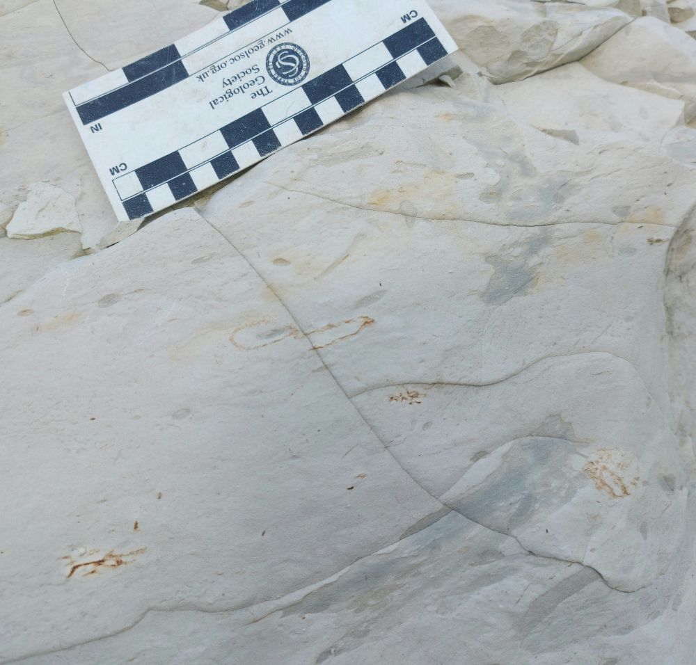 A white chalk outcrop with brown structures (fossil sponges!), and grey fossil burrows.
