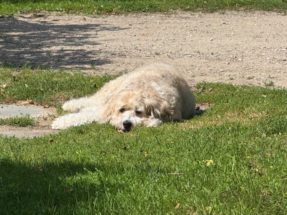 My beloved stinky baby boy laying in the dirt in the sun like the cat in a dogs body he is