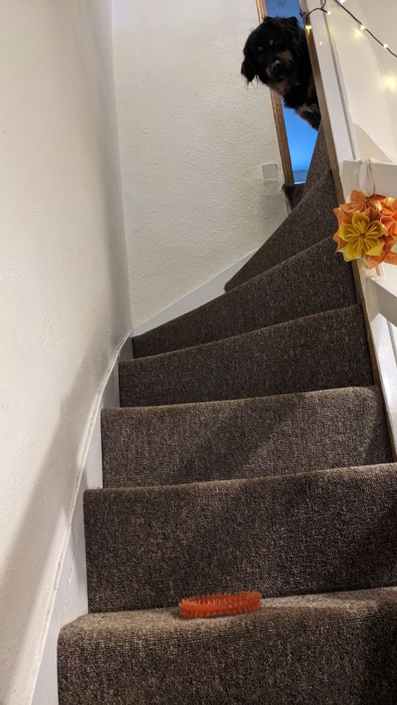 Photo of a staircase. At the top of a staircase a fifty black dog is looking down at the photographer. On the lowest step is an orange ring dog toy