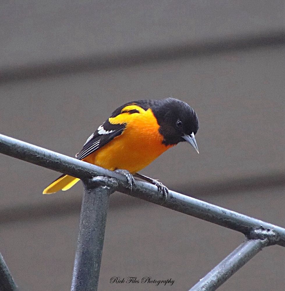  A Baltimore Oriole with a bright orange breast, belly, and rump, a black head with dark eyes, a silver beak, and white wing bars on his black wings. He is standing on a gray pipe bracket looking down at the activity below. The background is gray lap.