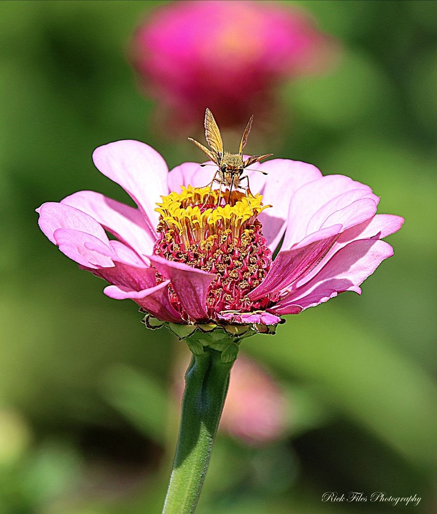A brown skipper butterfly is on a crown of yellow florets at the center of a pink zinnia flower. The background is blurred green and pink with darkness in the gaps.