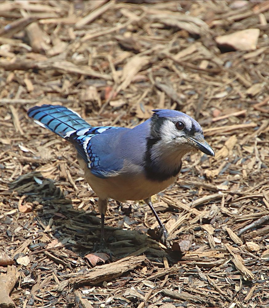 Blue Jay posing on the ground, coloration is predominantly blue, with a white chest and a blue crest; it has a black, U-shaped collar around its neck and a black border. 