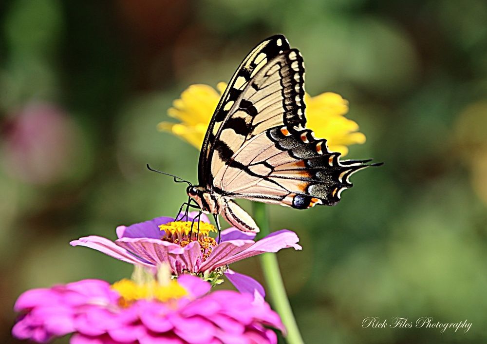 A Giant Swallowtail Butterfly on a pink zinnia with yellow florets. It is mostly light yellow on the undersides of the wings. It has spotted black veins and edges with streaked orange markings. The background is blurred flowers and foliage.